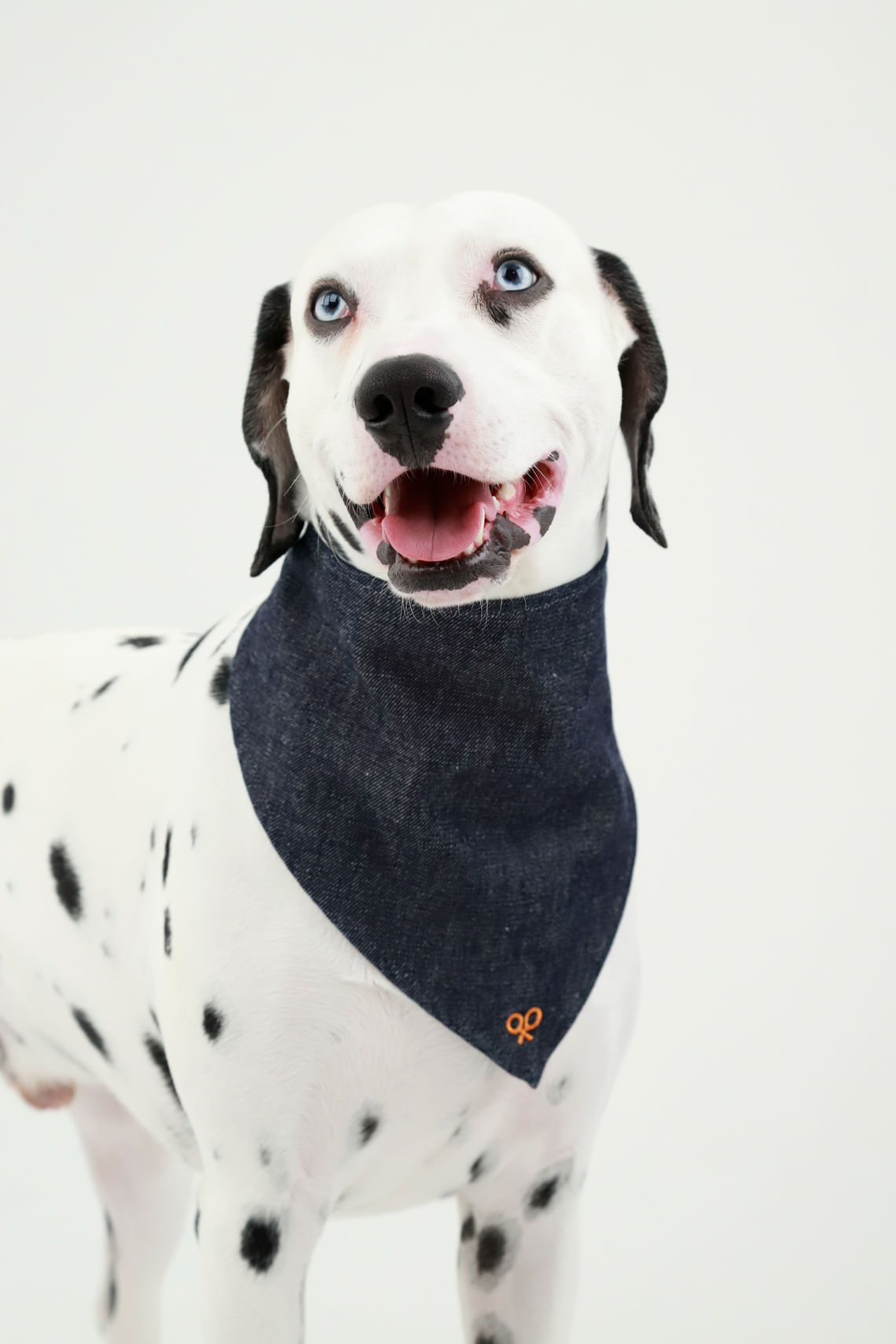 Pañoleta azul denim para perro