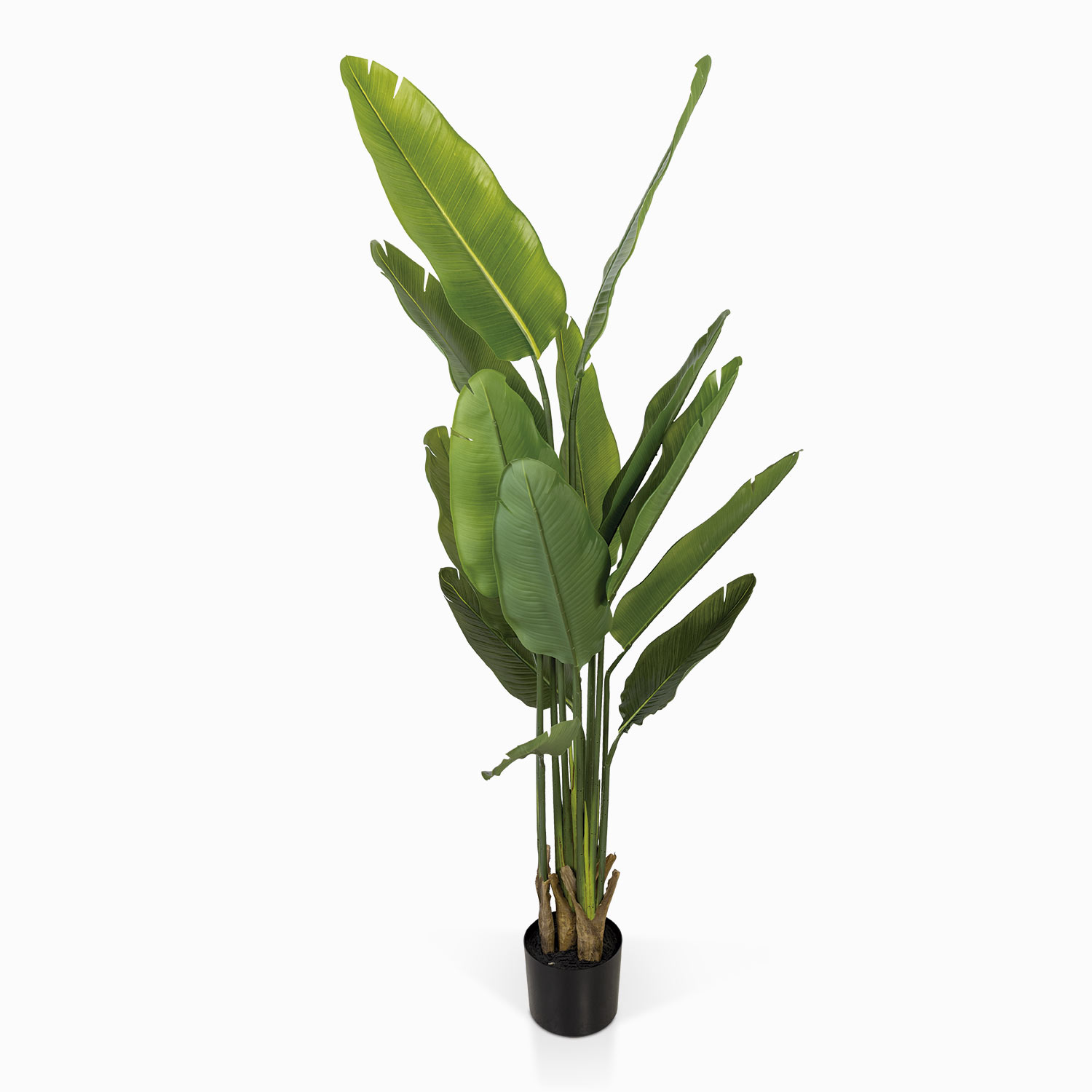 Planta Paraíso