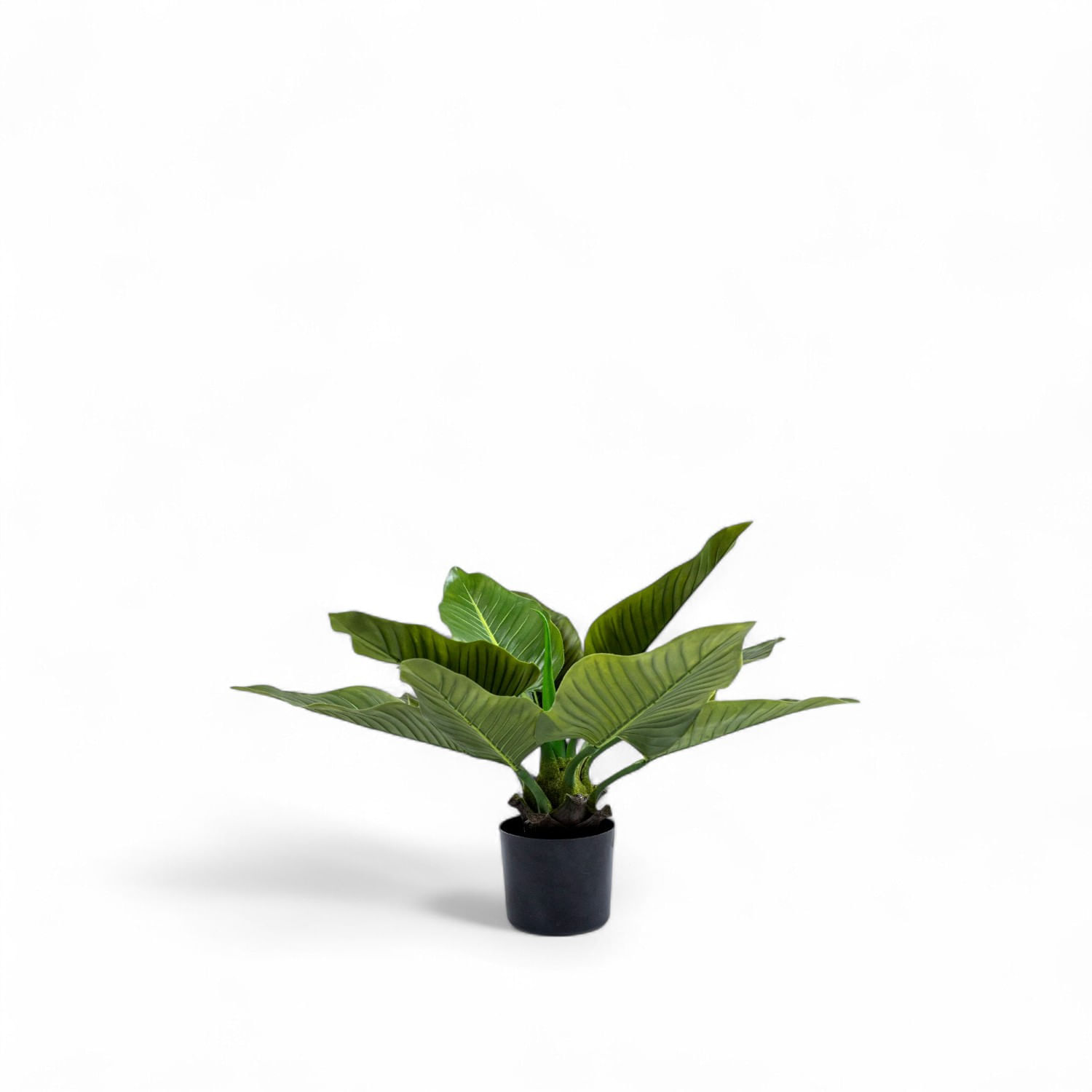 Planta Anturio 63cm